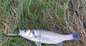 bass