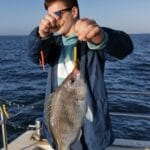 Black Bream