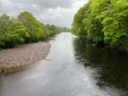 Fresh water brings fish on the River Finn