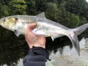 Salmon and shad in a single day for Barrow angler