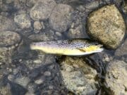 nore trout