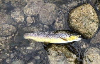 nore trout