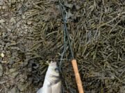 First bass on fly of 2022 for Ritchie Ryan of Eirebass