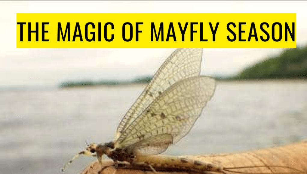 Magic of Mayfly