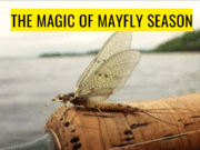 Podcast: The Magic of Mayfly Season Magic of Mayfly