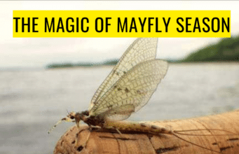 Magic of Mayfly