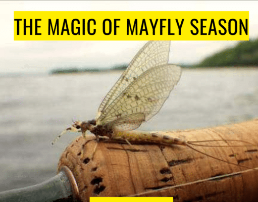 Magic of Mayfly