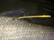 Anglers – Please Look Out For Tagged Shad Shad - clean tag