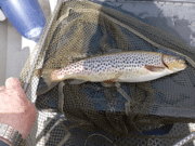 High winds hamper Mayfly fishing on Conn & Cullin