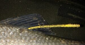Anglers – Please Look Out For Tagged Shad Shad - clean tag