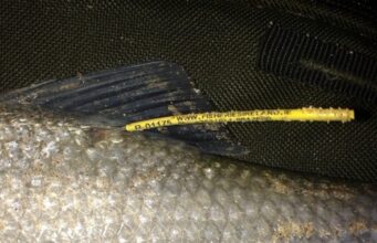 Anglers – Please Look Out For Tagged Shad Shad - clean tag