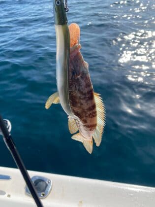 This aggressive ballan wrasse took an eel almost as big as itself