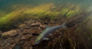 Currane Anglers are needed for Citizen Science survey to examine fish stocks