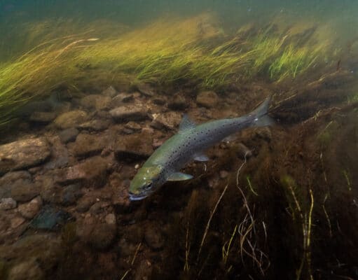 Currane Anglers are needed for Citizen Science survey to examine fish stocks