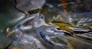 Trout