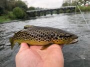 Trout