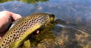 Plenty of action on the Nore for trout anglers