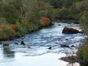 High wind and bright sunshine undo good rain on Owenmore Owenmore River, Cloghan