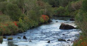 High wind and bright sunshine undo good rain on Owenmore Owenmore River, Cloghan