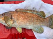 wrasse