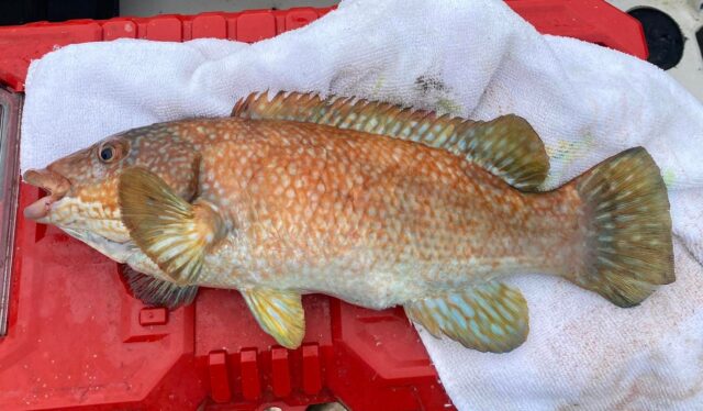 wrasse
