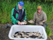 UK anglers overcome adverse conditions for big catches of hybrids and bream in Longford Mark and Dave with a good bag off Hybrids.