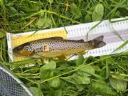 North Kildare TSAA fish the Furlong and Coughlan Cup