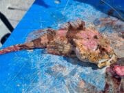 Great mixed fishing for Northwest Charter Skippers