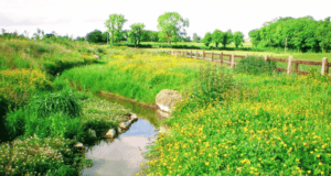 Tudenham Stream in Co. Westmeath