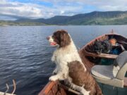 Grilse fishing picking up on Currane but water needed dog in a boat
