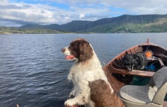 dog in a boat