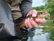 Funcheon River a new jewel for South African anglers in Cork trout