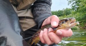 trout