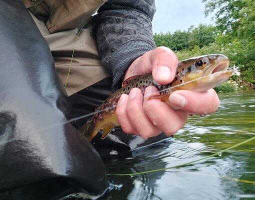 trout