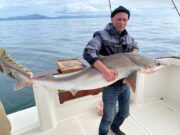 Whopping 68lb Tope for Dundalk & District SAC member