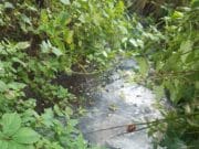 Farmer convicted and ordered to pay over €5,000 for polluting river with silage effluent