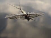 The Agonies and Ecstasies of Lough Sheelin’s mayfly season