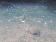 Fish kill confirmed on the River Rye Water in Leixlip, Co. Kildare