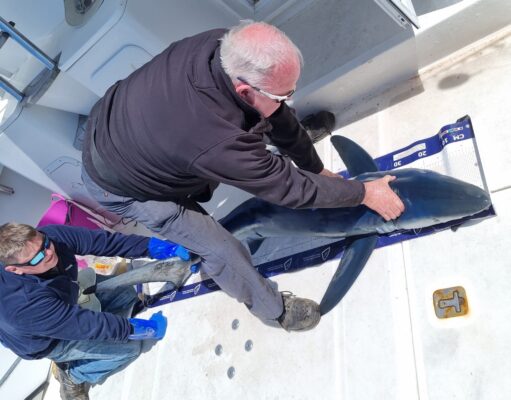 Silver Dawn gets first blue of 22 – that’s three years in a row Tadgh and first blue shark of 2022