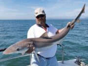 Specimen tope and hounds for Wicklow anglers