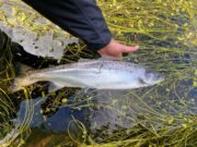 Bandon gets a good run of grilse as river rises a little following rains salmon