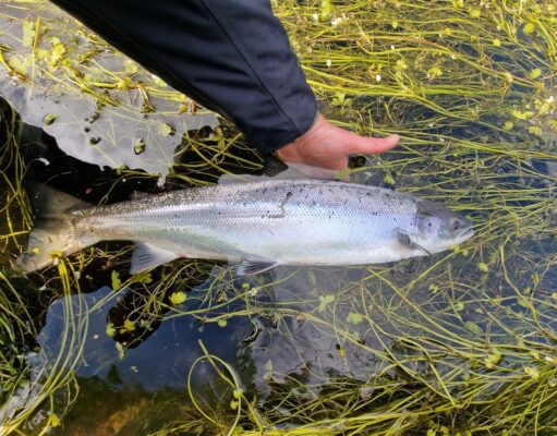 salmon