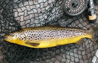 Dry flies doing the trick for Mark on Lough Conn