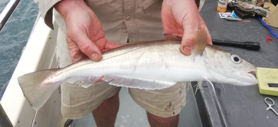 Whiting