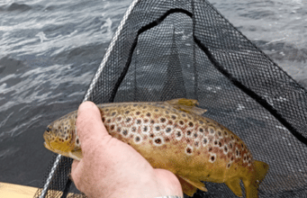 Reasonable fishing on Loughs Conn & Cullin despite blustery conditions