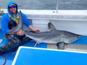 Shark season starts in Galway Bay