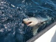 Daddy Shark, Do Do Do Do – Big Porbeagle in Galway Bay