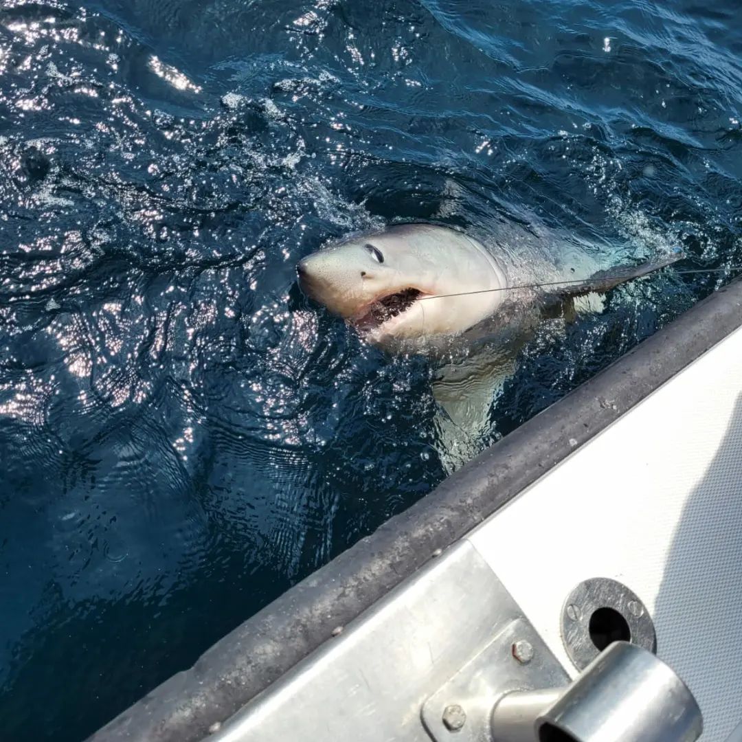 800lb Shark That Was Off The New Jersey Coast