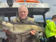 Specimen sized pollack in Sligo Bay