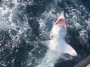 Porbeagle time in Clare
